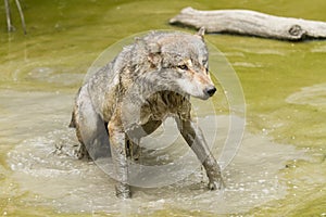 Portrait of a grey wolf in the river