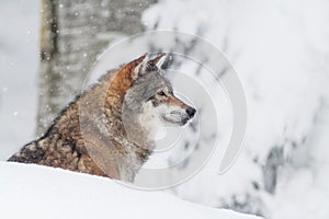 Portrait grey wolf in the snow