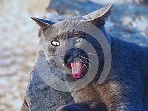 Portrait of a grey yawning wild cat with green eyes