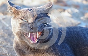 Portrait of a grey yawning wild cat with green eyes