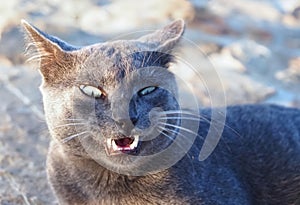 Portrait of a grey yawning wild cat with green eyes