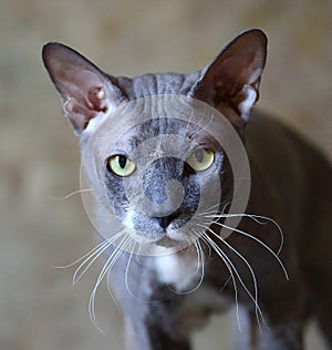 Portrait of a grey yellow-eyed cat of the Peterbald breed