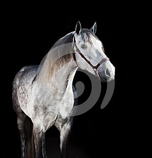 Portrait of grey young Andalusian stallion at black background photo