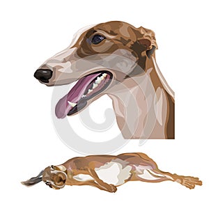 Portrait of greyhound dog