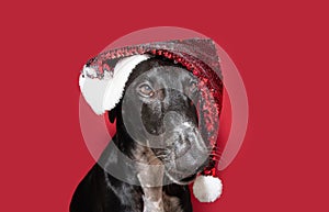 Portrait greyhound dog wearing a santa claus hat celebrating christmas. Isolated on red colored background