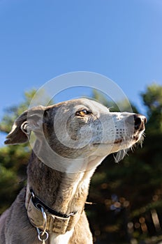 Portrait of a greyhound with forest in background