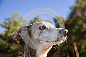 Portrait of a greyhound with forest in background