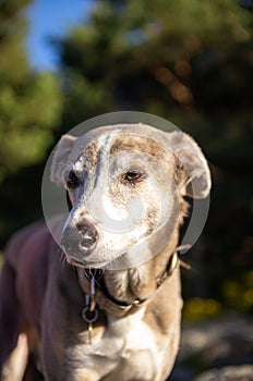 Portrait of a greyhound with forest in background