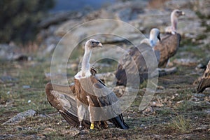 Portrait of griffon scavenger vultures