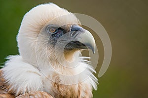 Portrait of a griffon vulture