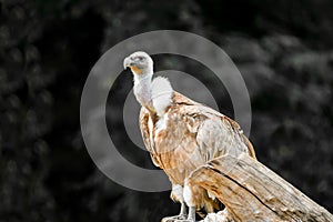 Portrait of a griffon vulture