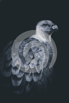 Portrait of a griffon vulture bird Dark and dramatic style image