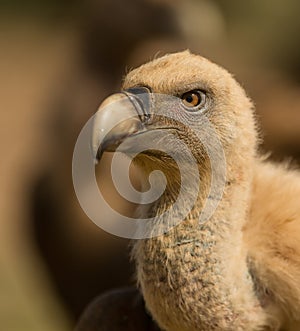 Portrait of a Griffon vulture