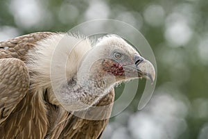 Portrait of a Griffon vulture Gyps fulvus. Green bokeh background. Portrait of a scavenger.