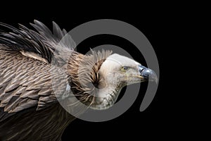 Portrait of a griffon vulture Gyps fulvus, isolated on black background