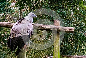 Portrait of a griffon vulture from the side, common scavenger bird from europe