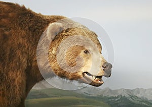 A Portrait of a Grizzly Bear Head