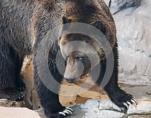 A Portrait of a Grizzly Bear Head and Claws