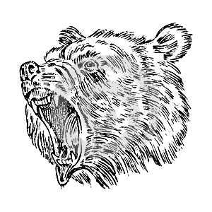 Portrait of Grizzly Bear. head of a wild animal. angry roar of a predator. Badge or emblem Vector illustration. Engraved