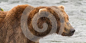 Portrait of a Grizzly Bear at Katmai National Park, Alaska