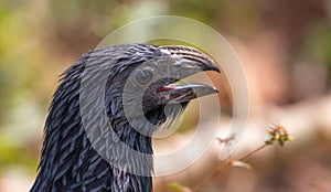 Portrait of a groove billed ani