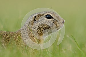 Portrait of a Ground Squirrel