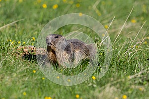 Portrait of groundhog Marmota monax in grassland