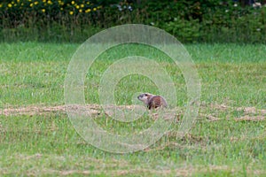 Portrait of groundhog seen immobile in profile in field during a summer evening