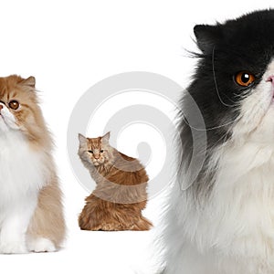 Portrait of group of cats in front of white background