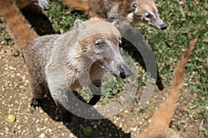 Portrait of group cute white nosed coatis, Nasua narica, begging for food, fighting and looking at a camera with funny