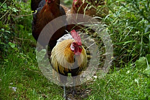 Portrait of a group of hens and chickens