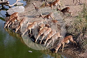 Portrait of a group of Impalas