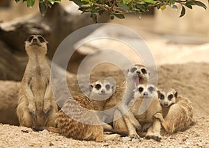 Portrait group of meerkat