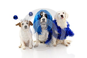 PORTRAIT OF GROUP OS THREE DOGS CELEBRATING NEW YEAR OR CARNIVAL COSTUME PARTY, WEARING BLUE WIG, GARLAND AND ALIEN DISCO BALL