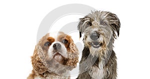 Portrait group two dogs, cavalier and purebred tramp dog for web side. isolated on white background