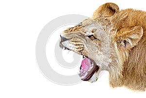 Portrait of a growling lion