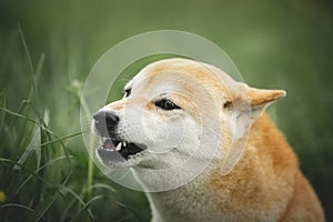 Portrait of growling shiba inu dog in the green grass. Red japanese dog breed shiba inu