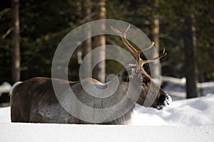 Reindeer / Rangifer tarandus in winter