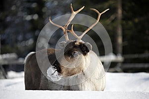 Reindeer / Rangifer tarandus in winter