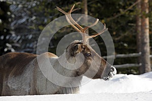 Reindeer / Rangifer tarandus in winter