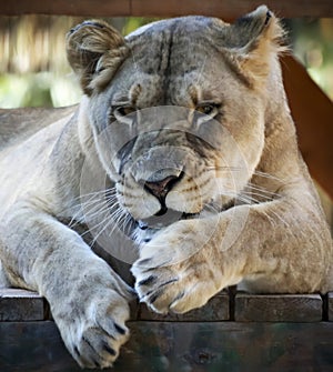 A Portrait of a Grumpy African Female Zoo Lion