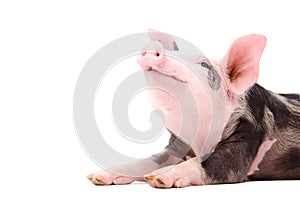 Portrait of a grunting piglet photo