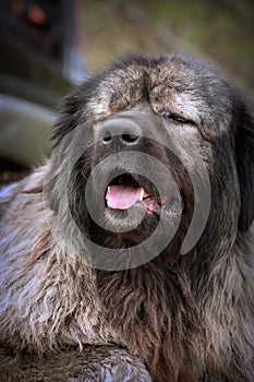 portrait of guardian dog, caucasian shepherd