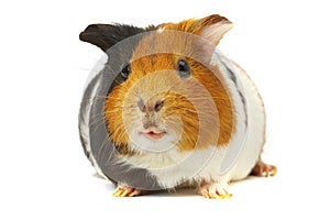 Portrait of a Guinea-pig