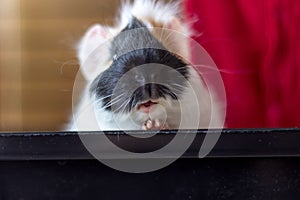 Portrait of guinea pig