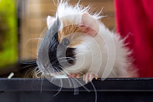Portrait of guinea pig