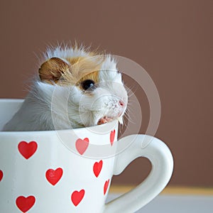 Portrait of guinea pig into the cup