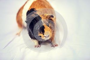 Portrait of the guinea pig on a white blanket