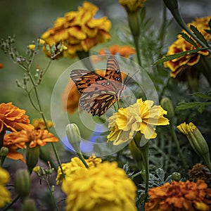 Portrait of a Gulf Fritillary Butterfly