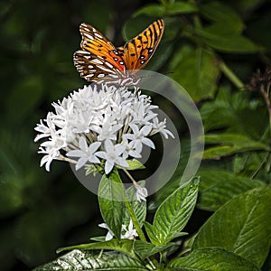 Portrait of a Gulf Fritillary Butterfly on Star Flowers